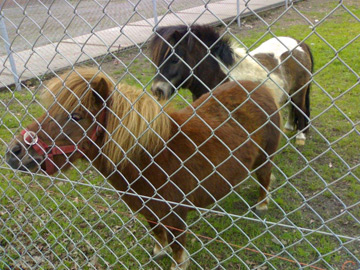 養殖場圍欄網 養殖場圍欄網
