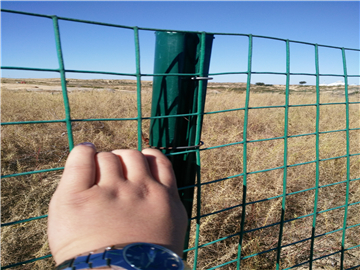 甘肅涂塑荷蘭網圍欄